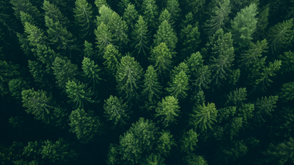 Aerial view of a dense green pine forest canopy